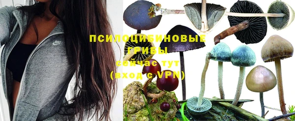 стафф Богданович